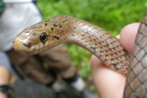 蛇 特性|蛇の特徴と生態について解説｜実は臆病な生き物だと 